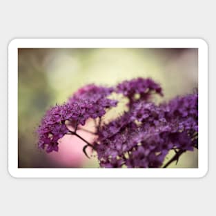 Spirea Blush Sticker